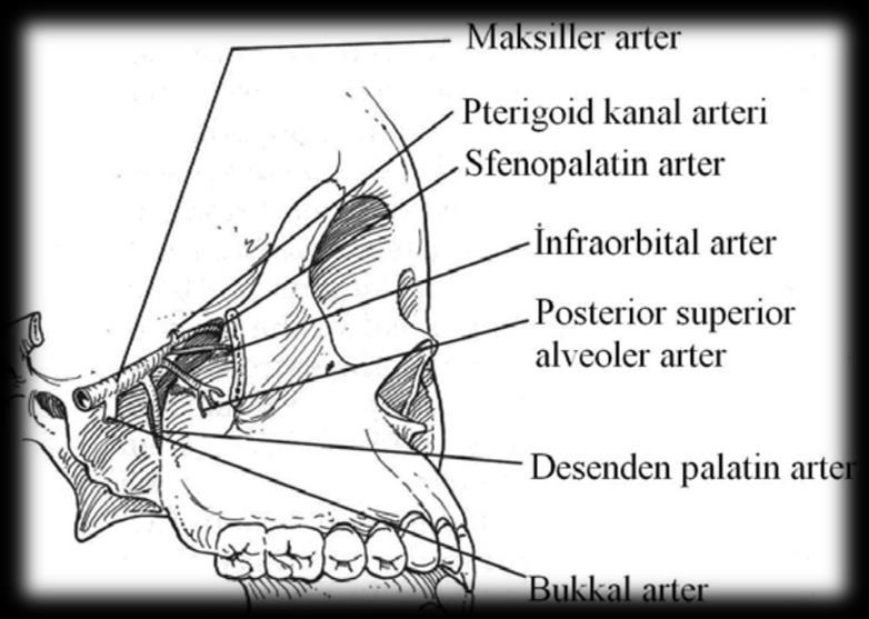 10 anterior nazal spini oluştururlar. Anterior nazal spinin hemen arkasında maksillanın nazal kresti uzanır.