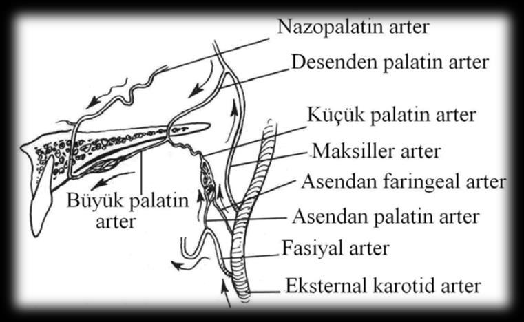 11 Sfenopalatin arterin bir dalı nazopalatin arter adı ile burun içerisinde öneaşağıya doğru uzanır ve foramen incisivum dan geçerek büyük palatin arter ile anastomoz yapar.