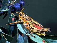 CAELIFERA ALTTAKIMI Acrididae (Tarla çekirgeleri): Anten kısa; tarsi 3 veya daha az segmentli; cerci ve ovipozitor kısa; Orthoptera takımında aynı tür içinde birden