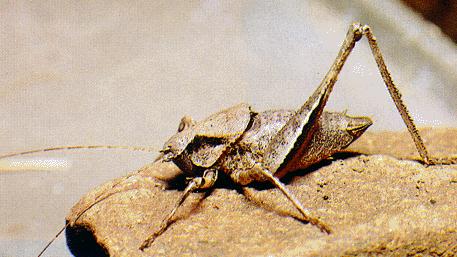 ORTHOPTERA Erginlerin morfolojik özellikleri 1.