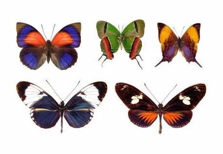 Son 15-20 yıl içinde uygulanan bu etkili önlemler sonucunda kelebeklerin doğal popülasyonunda belirgin bir