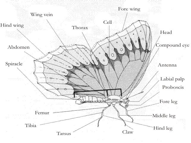 Kelebeklerin Anatomisi Kelebekler; baş, göğüs, karın; göğsün altında üç çift bacak, gövdenin üstüne bağlı üst ve alt olmak üzere iki çift kanat ve başın üzerinde bir çift antenden oluşur.
