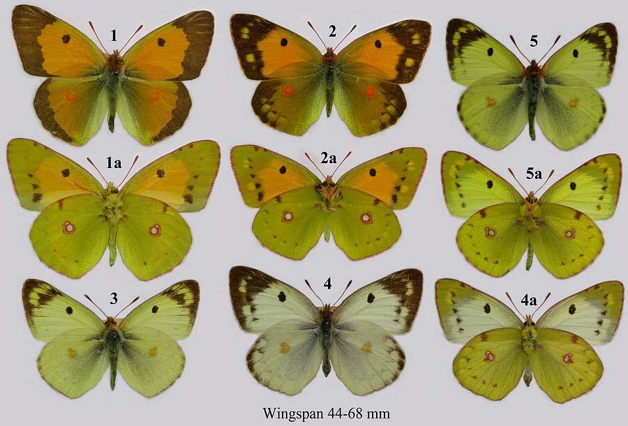 8. Colias Kelebekleri Dünyanın en