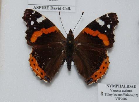 Pulkanatlılar (Lepidoptera) olarak adlandırılmıştır.