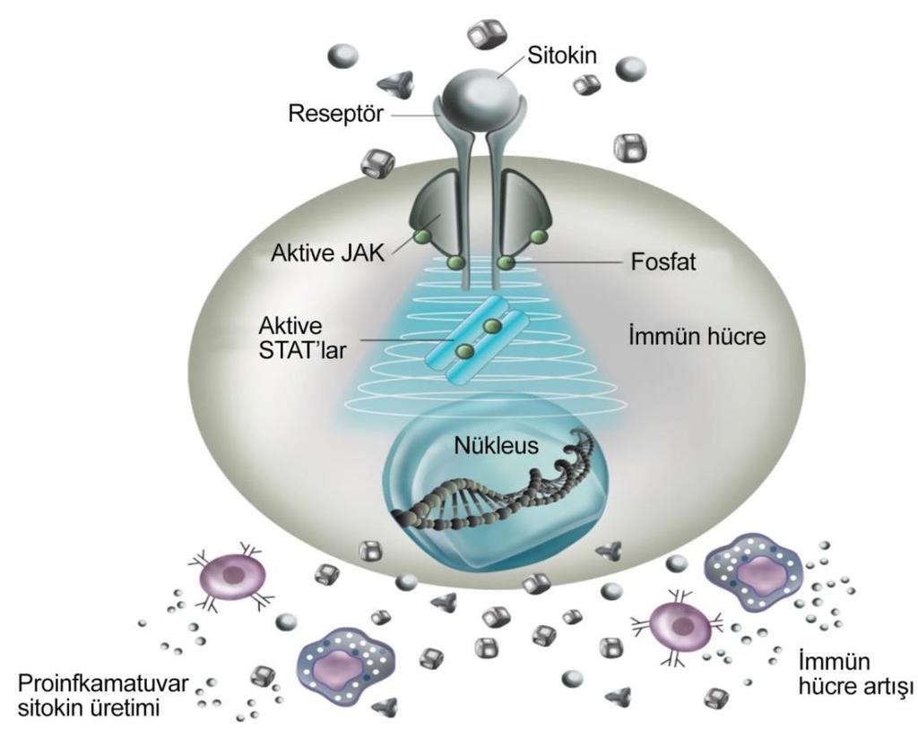 Janus kinazlar (JAK) Sitokinlerin hücre yüzey reseptörlerine bağlanmasıyla aktive olan