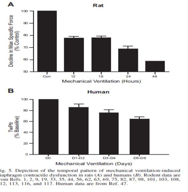 VIDD-Patogenez Oksidatif stresin erken bulguları ve diafragmanın kuvvet kapasitesinde azalmayı diafragma atrofisi izler MV