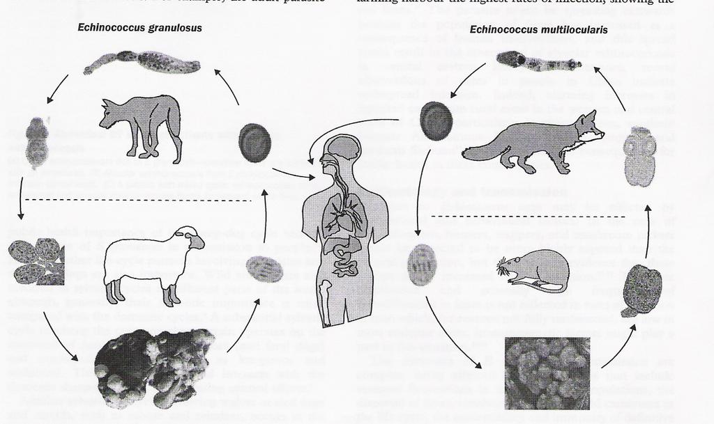 10 Şekil 2. E. granulosus ve E. multilocularis in yaşam döngüsü (McManus ve ark., 2003). İnsan arakonaklar, genellikle kör nokta oluşturarak yaşam döngüsünde kesintiye neden olurlar.