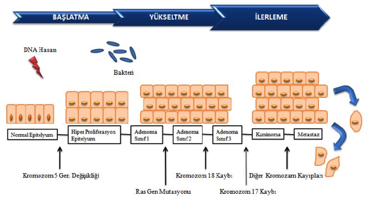 M. KAHRAMAN ve A. G. KARAHAN Cilt 75 Sayı 4 2018 oral yoldan verilmesinin sağlıklı bireylerde bağırsak mikroflorasının metabolik aktivitesinde bir değişikliğe neden olabileceğini göstermektedir.