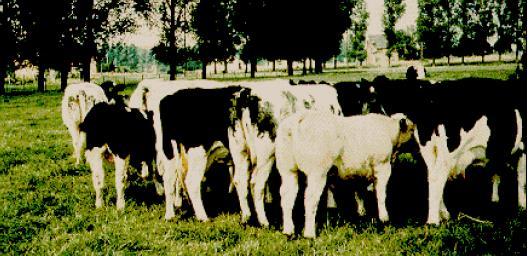 Belçika mavi sığır ırkı r + Siyah, R Beyaz; r + R