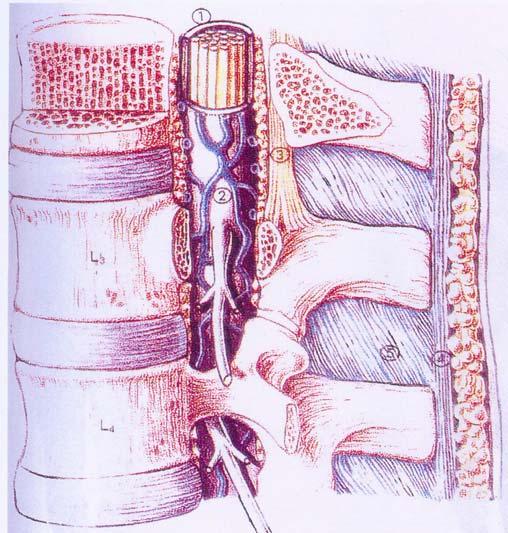 Spinal Kordun Zarları Omurilik, beyni saran koruyucu tabakaların devamı olan üç zarla çevrilidir (Şekil 3).