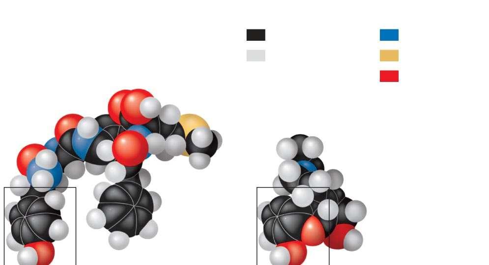 Yapı-işlev ilişkisi Canlı maddenin yapısını kuran moleküllerin de dahil olduğu büyük moleküller çok sayıda C atomu içerir ve daha karmaşık biçimlere sahiptirler.