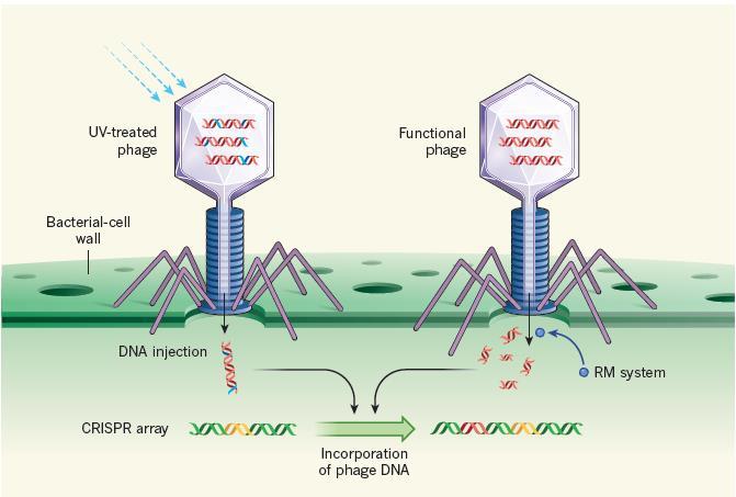 Bakterilerde Adaptif İmmünite: CRISPR-Cas Sistemleri; -Aşılama Etkisi-