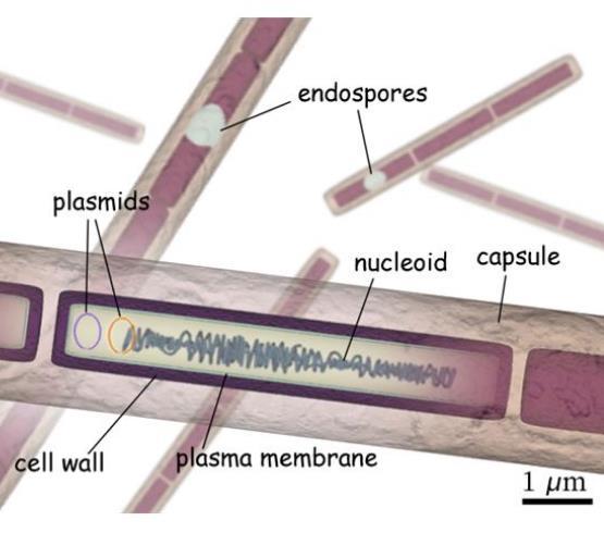 MİKROBİYOLOJİK ÖZELLİKLER Gram pozitif Aerop veya fakültatif anaerob Endospor oluşturan 1.2-10 μm uzunluğunda 0.5-2.