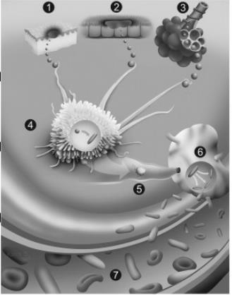 Patogenez Sporlar makrofajlar tarafından fagosite edilir Makrofajlar içinde bölgesel lenf nodlarına taşınır Endospor makrofaj içinde vejetatif forma geçer Çoğalmaya başlar Vejetatif bakteri kapsül