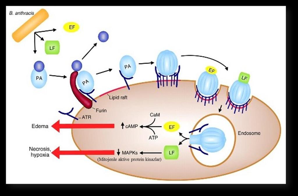 Hücre yüzey reseptörüne bağlı PA; proteolitik enzimlerle 2 fragmana ayrılır PA: hücre yüzeyindeki reseptörlere* bağlanır x Y Bu kompleksler endositoz ile hücre içine alınır
