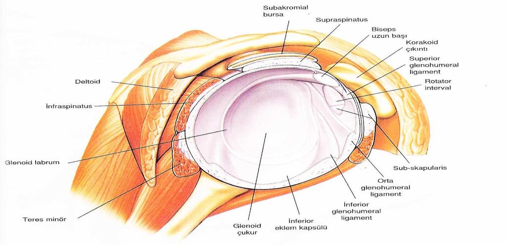 4 Şekil 2.1. Omuz eklemi anatomisi.