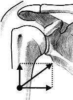 6 Korakoakromiyal ark, akromiyonun anterior kısmı, korakoid proses ve her ikisi arasında uzanan korakoakromiyal bağ üçlüsünden meydana gelmektedir.