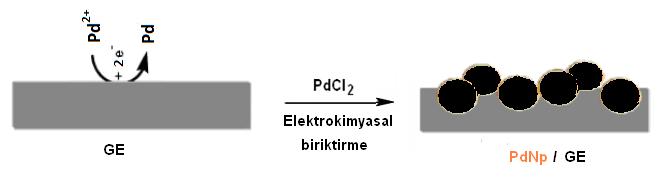 yapılmıştır. Her iki yöntemle hazırlanan modifiye elektrotların ayrı ayrı voltametrik karakterizasyonu için gerekli çalışmalar yapılmıştır.