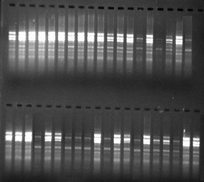 Çizelge 3.28. Armut klonlarında yapraklardan (0.25g) ekstrakte edilen DNA miktarları Klon No DNA miktarı ng/µl Klon No DNA miktarı ng/µl 1 48.0 21 26.8 2 41.9 22 67.9 3 103.9 23 51.5 4 32.4 24 57.