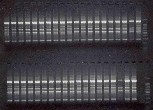 Şekil 3.8. Ankara armudu klonlarında OPA18 (Operon) primerinden elde edilen RAPD bantları. Soldan sağa, üst sıra klonlar 1-21 ve Ladder (Promega, 100bp), alt sıra klonlar 22-40 ve Ladder.