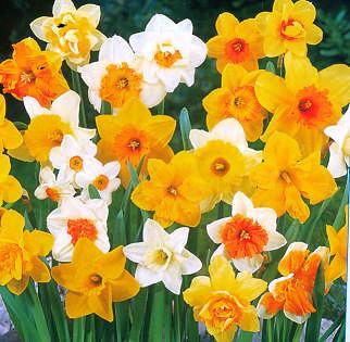 Nergisin Narcissus cinsinden hoş kokulu çiçekler taşıyan 43 kadar soğanlı bitki türü vardır. Bu bitkilerde sap 20 80 cm kadar yükselebilmektedir.