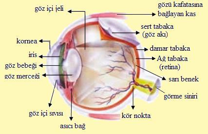 Görme Engellileri Tanıma ve Sınıflandırma Şekil 3.1. Gözün Yapısı Sklera (Göz Akı) Konjuktiva Gözün en dışta bulunan koruyucu tabakasıdır. Skleranın dışını kaplayan şeffaf zardır.