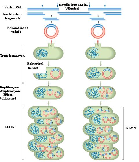 Şekil 2.1 Rekombinant DNA teknolojisi (http://fig.cox.miami.edu/faculty/dana/amplification.