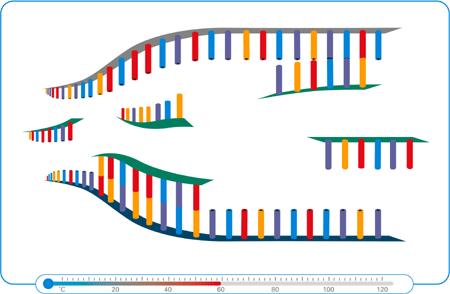 Çoğaltılacak olan DNA bölgesinin uçlarındaki tamamlayıcı dizilere özgül olarak bağlanarak kalıp DNA nın sentezi için başlangıç noktası görevi yaparlar. Şekil 2.4 Bağlanma (http://www.