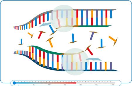 ekleyerek, primerlerin uzamasını sağlar ve hedef DNA nın iki zincirli kopyasını oluşturur. Şekil 2.5 Polimeraz enzimi bağlanması ve zincir uzaması (http://www.enigmadiagnostics.com/template2.php?