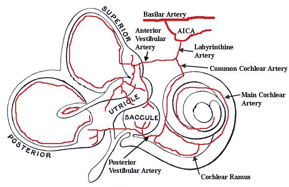 artery) ve nadir olarak da a. cerebelli superior dan (superior cerebellar artery) köken alabilir. İç kulağa giderken a. labyrinthi, a. vestibularis anterior (anterior vestibular artery) ile a.