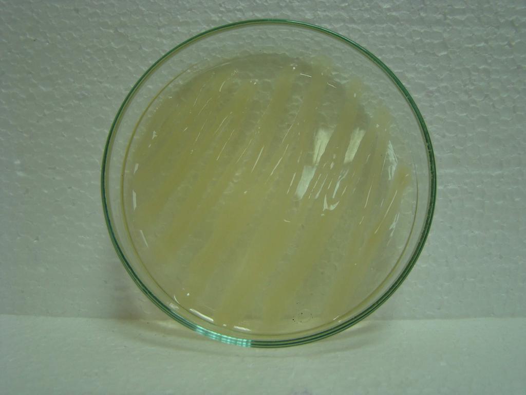 2.2.2. Arjinin dihidrolaz testi (Arginine Dihydrolase Testi) Bakterilerin arginine i kullanması sonucu meydana gelen açık pembe renk gösteren 38 P. s. pv.