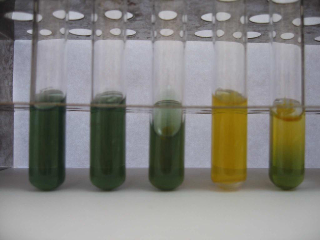 Arbutin hidrolizi sonucunda 38 P. s. pv. phaseolicola izolatı negatif sonuç 4.2.2.6.