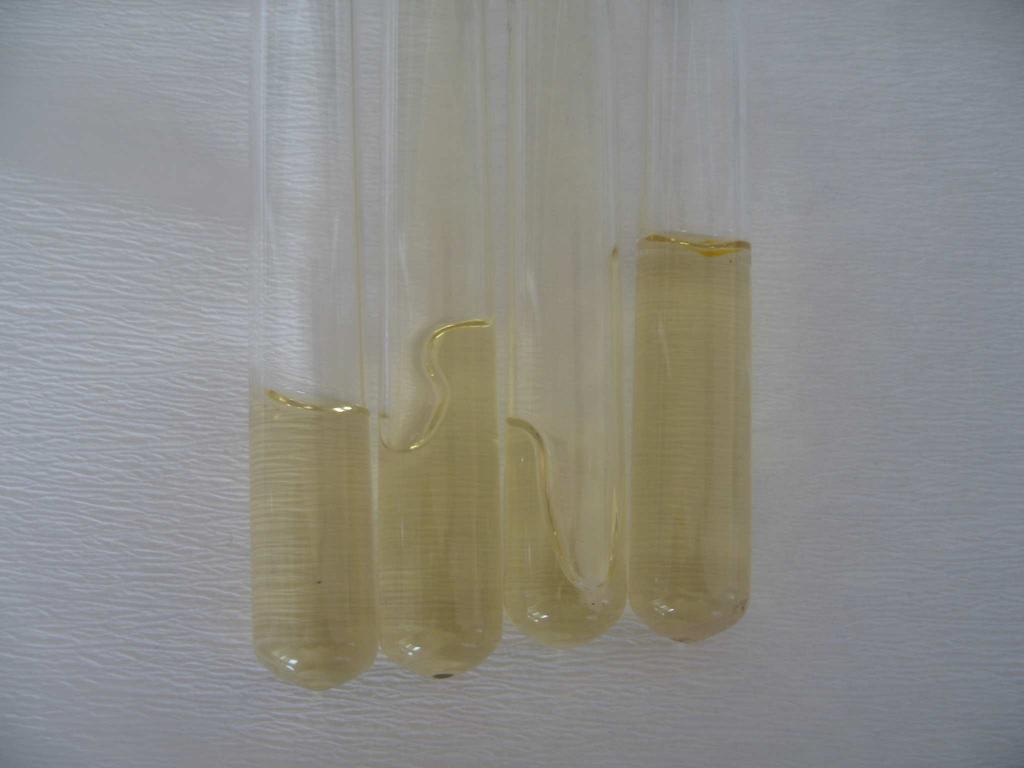 Esculin hidrolizi Tüplerde hazırlanan besiyeri üzerine ekimi yapılan bakteriyel izolatlar 28 gün sonra değerlendirilmiş buna göre; 38 Pseudomonas syringae pv.
