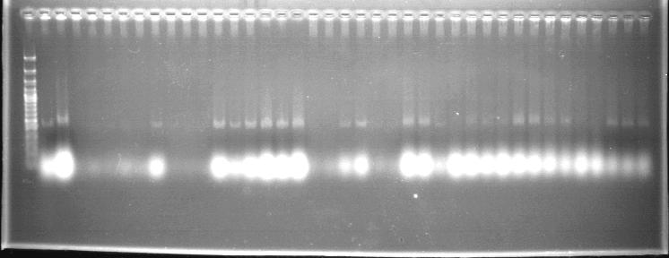 53 4.2.5. Moleküler tanılama 4.2.5.1.BIO-PCR amplikasyon sonuçları Gram negatif hücre yapısına sahip fasulye patojenlerinden elde edilen bakteriyel süspansiyonlar P5.1, P3.