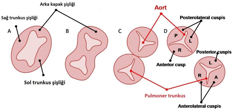 Resim 2.2. Bulbus cordis ve trunkus arteriozusun enine kesitiyle aort ve pulmoner kapakların gelişimi (sırasıyla A,B,C ve D) (13).