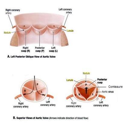 Resim 2.3 Aort kapağının üstten ve önden görünümü (A,B) (17) Çıkan aortanın sinus ve tubuler yapılarını birbirinden ayıran çıkıntıya sinotubuler bileşke (STB) denir (Resim 2.4).