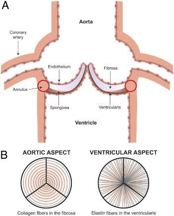 Resim 2.7. Aort kapağın histolojik yapısı A: Aort kapağının dört katmanlı yapısı (endotel, fibröz, spongiyoz, ventrikülaris tabakalar) B: Kapakçıkların aort ve ventrikül yüzleri (26). 2.1.