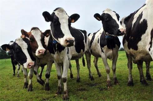 BST nin süt üretimine etkisi ile hayvanların bakım besleme koşulları yakından ilgilidir.