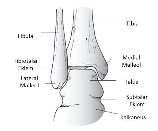 4 Şekil 1: Ayak bileği kemiksel anatomisi [12]. Ayağın medial tarafında, medial malleolun 2,5 cm kadar distalinde sustentakulum tali palpe edilir.