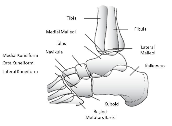 metatarsın bazisine ait çıkıntı kolaylıkla palpe edilebilir. Bunun bir parmak kadar proksimalinde kalkaneokuboid eklem vardır.