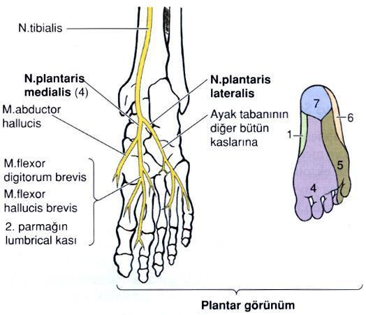 Safen sinir Vena safena magna medial malleolun 2 cm kadar anteriorundan, safen sinir de safen venin hemen posteromedialinden geçer. N. Saphenus krusun alt 1/3ünde 2 terminal dala ayrılır.