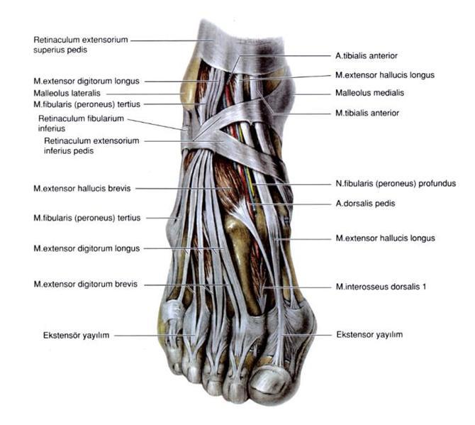 7 üzerinde tibia ve fibulanın ön yüzeyleri arasında uzanır.