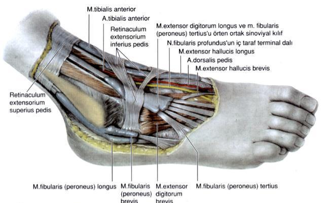 İnferior ekstansör retinakulum (cruciate ligaman) lateralde kalkaneusuna anterior çıkntısına yapışırken, mediliale doğru tek bir bant halinde uzanırken ayak bileği anteriorunda iki kola ayrılır ve Y