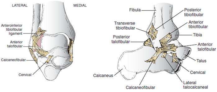 10 Kalkaneofibular Ligaman (CFL) Kalkaneofibular ligaman lateral malleolun anteriorundan başlayıp, inferior ve posteriora giderek kalkaneusun lateral yüzeyindeki tüberküle yapışmaktadır.