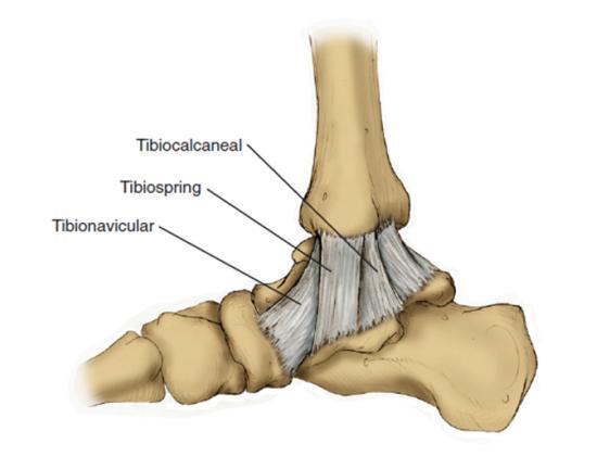 11 Medial Kollateral Ligaman Medial kollateral ligaman, deltoid ligaman olarakta biliniyor, yüzeyel ve derin olmak üzere iki tabakadan oluşmaktadır (Şekil 7) [19][20][18].