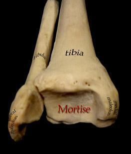 14 syndezmozis tibiofibularis denir. Tibia ve fibula nın kıkırdakla kaplı distal eklem yüzleri, talus un makarası trochlaea tali ile eklem yapar.