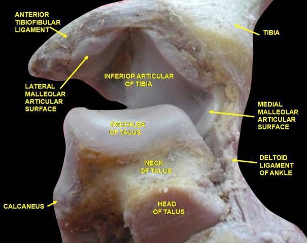 15 birbirinden ayrılan arka ve orta kalkaneal yüzeyler yer alır. Cismin arka yüzeyinde PTFL nın bir kısmının yapıştığı posterior process bulunur.