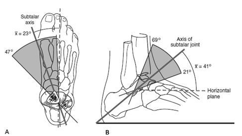 18 oranla ayakta daha fazla supinasyon veya pronasyon gerçekleşir. Pes kavus ta bu eklem daha katıdır. Şekil 14: A. Transvers planda subtalar eksen, B. Horizontal planda subtalar eksen[26].