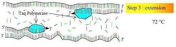 PCR (Polimeraz Zincir Reaksiyonu) Primerlerin Uzaması (Primer Extesion): DNA zincirleri üzerine yapışan primerlerin DNA polimeraz enzimi (Taq DNA polymerase) vasıtasıyla uzatılmasıdır.