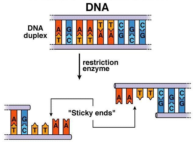Restriksiyon Enzimleri ve Plazmid DNA Vektörleri Restriksiyon enzimleri Plazmid DNA DNA kesen